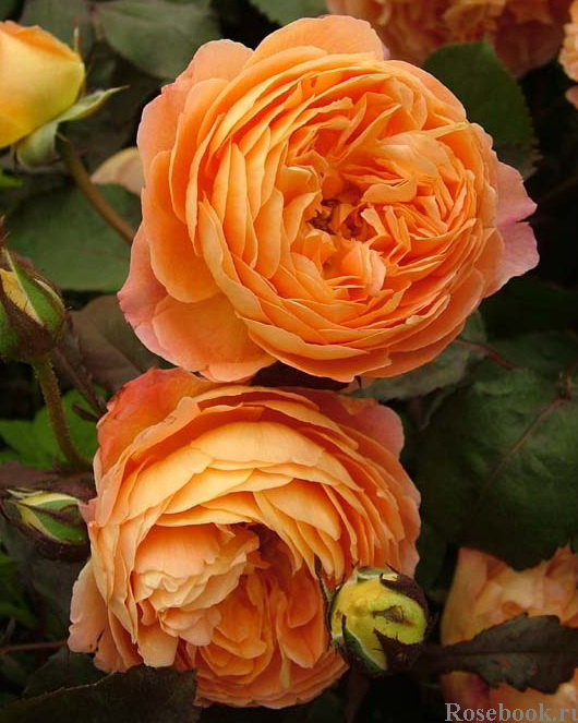 Роза английская `Леди Эмма Хемилтон`, Rosa (S) `Lady Emma Hamilton ...